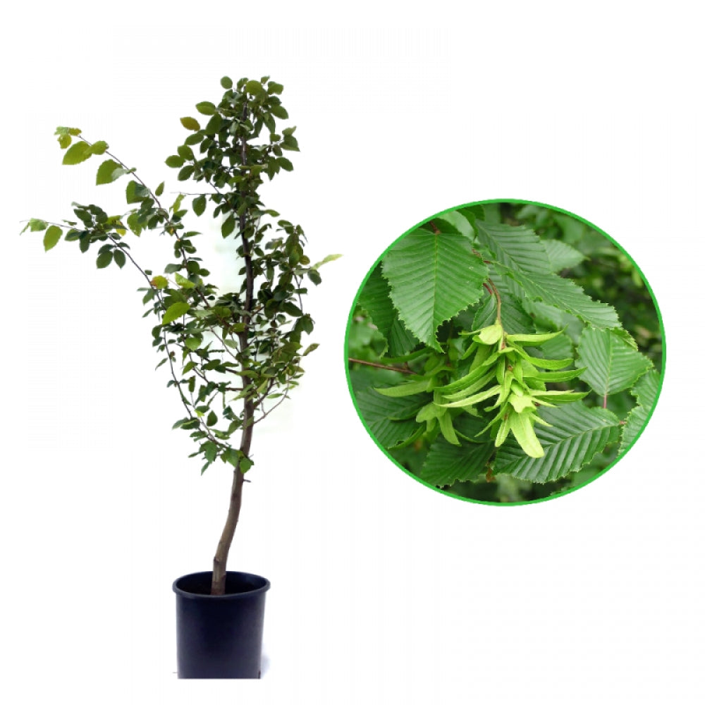 Carpen, Carpinus Betulus