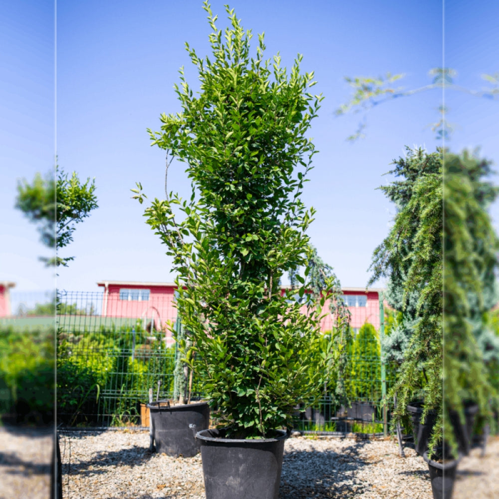 Carpen, Carpinus Betulus