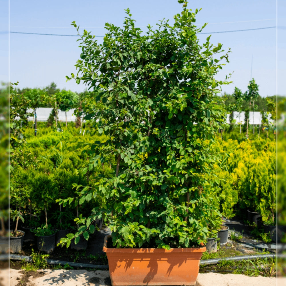 Carpen, Carpinus Betulus