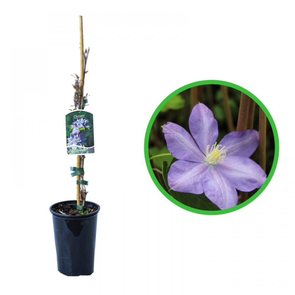 Clematita, Clematis Blue Explosion