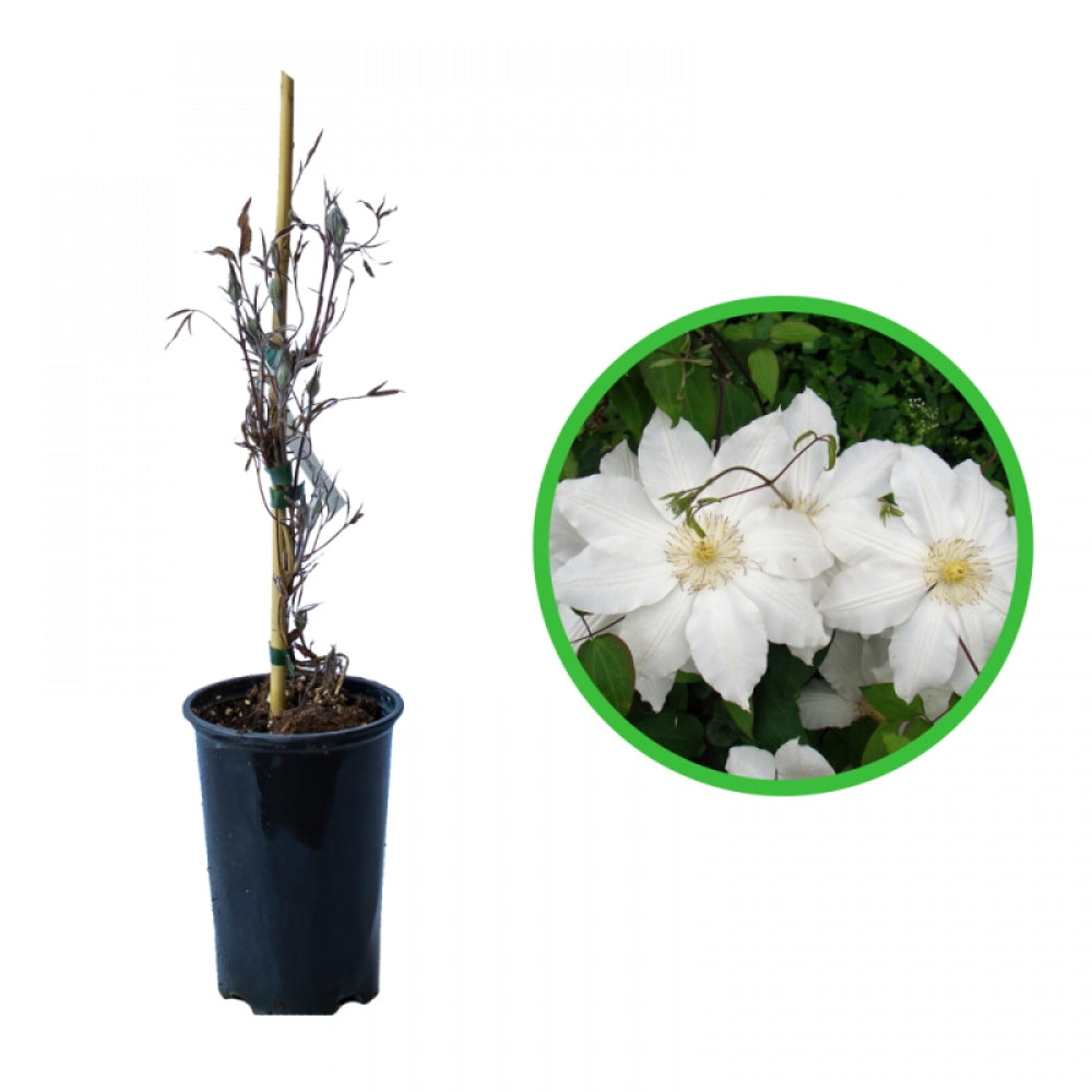 Clematita, Clematis Izydor