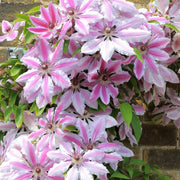 Clematita Nelly Moser, Clematis