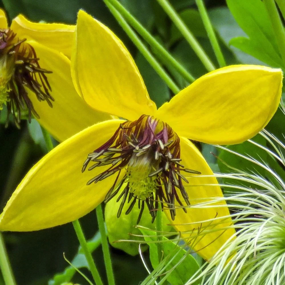 Clematita Bill MacKenzie, Clematis