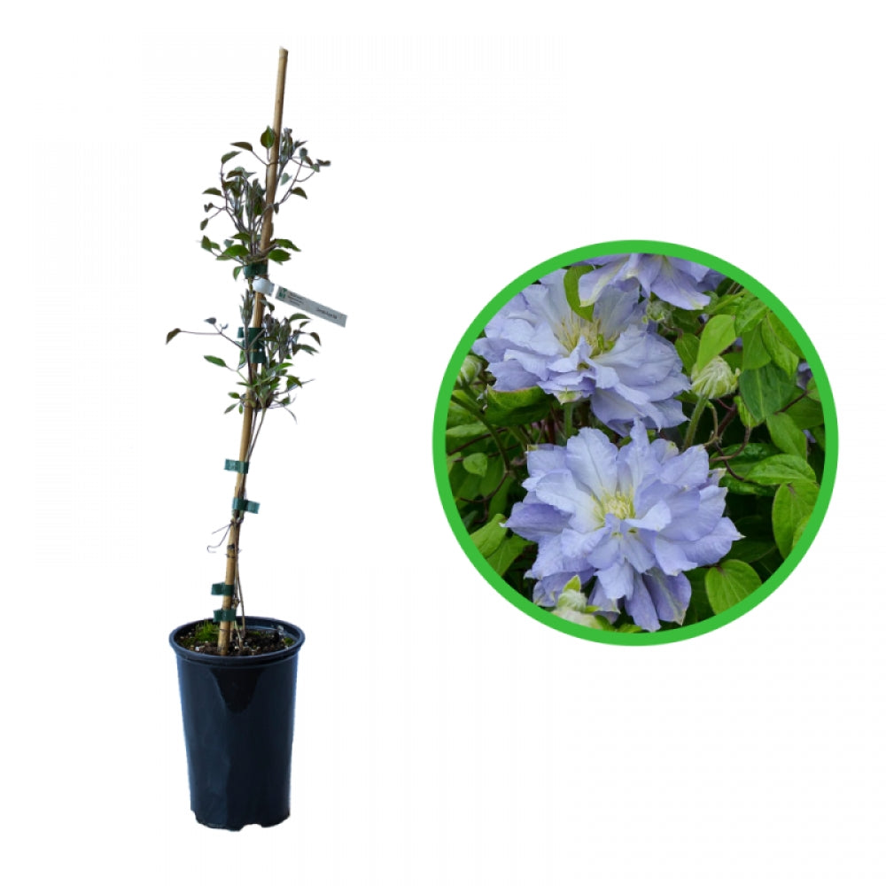 Clematita, Clematis Azure Ball