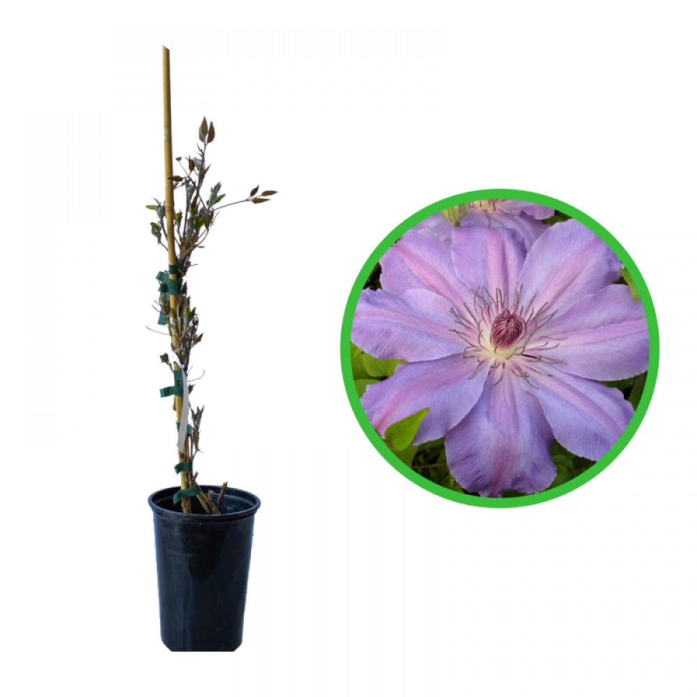 Clematita, Clematis Baltyk