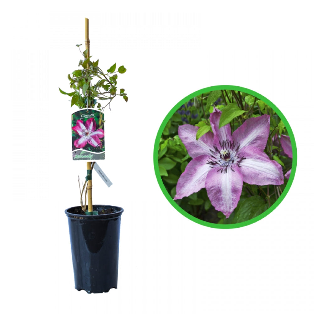 Clematita, Clematis Bieszczady