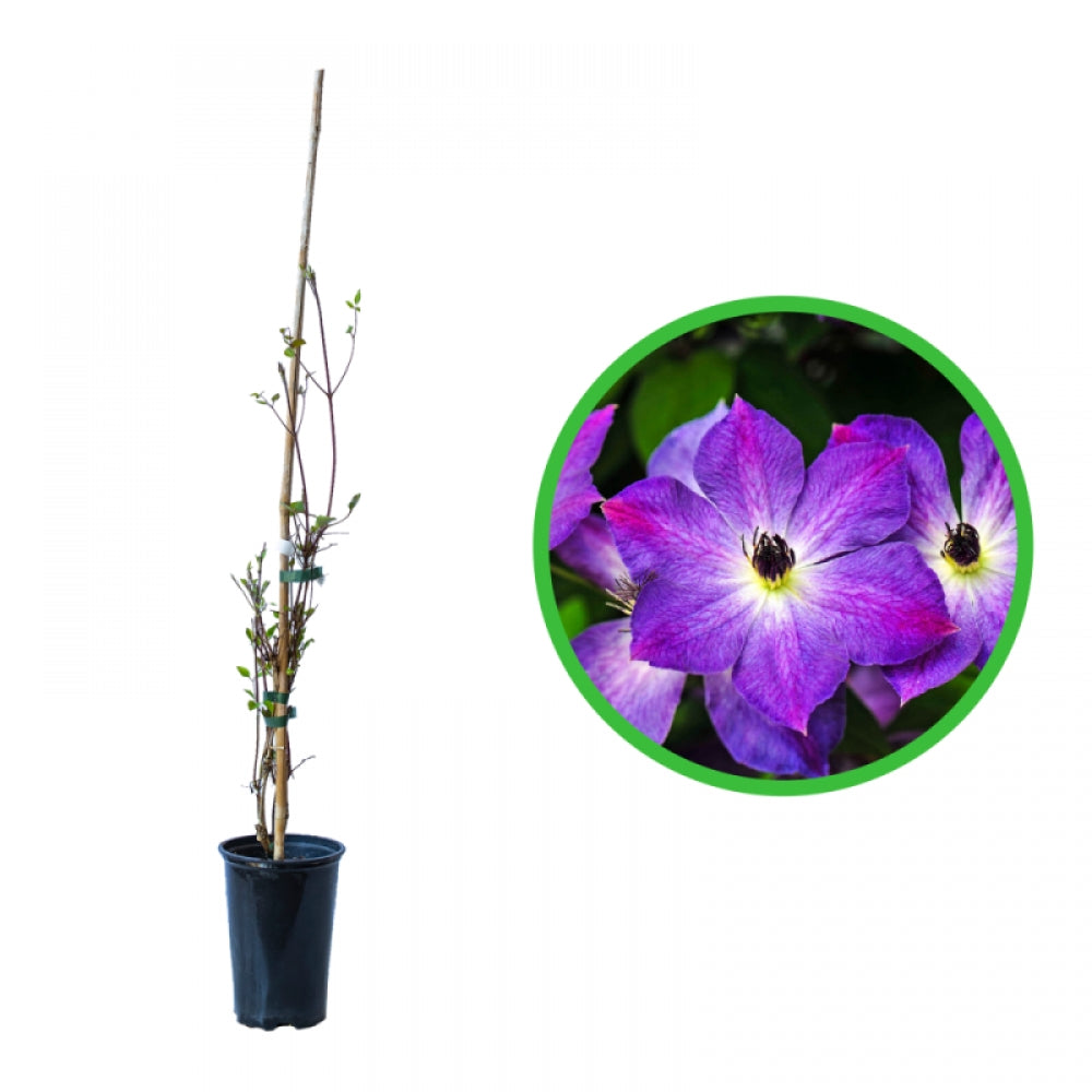 Clematita, Clematis Cloudburst