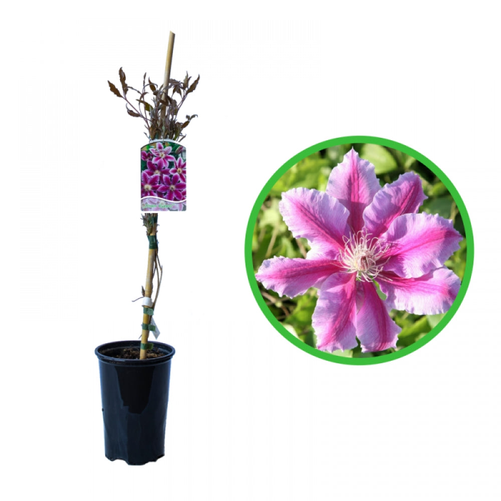 Clematita, Clematis Doctor Ruppel