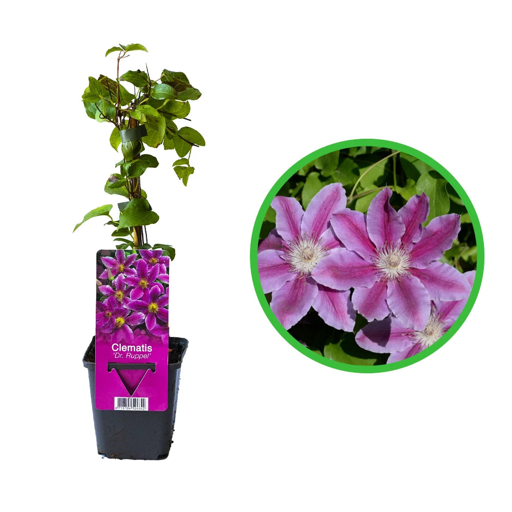 Clematita, Clematis Doctor Ruppel