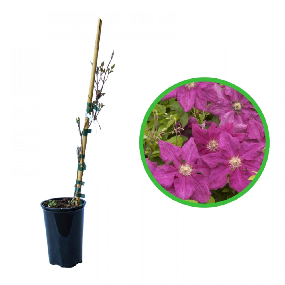 Clematita, Clematis Ernest Markham