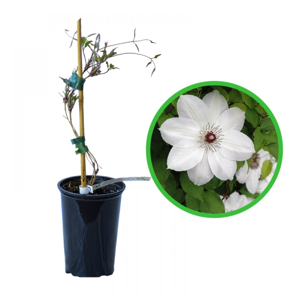 Clematita, Clematis Fuyu-No-Tabi