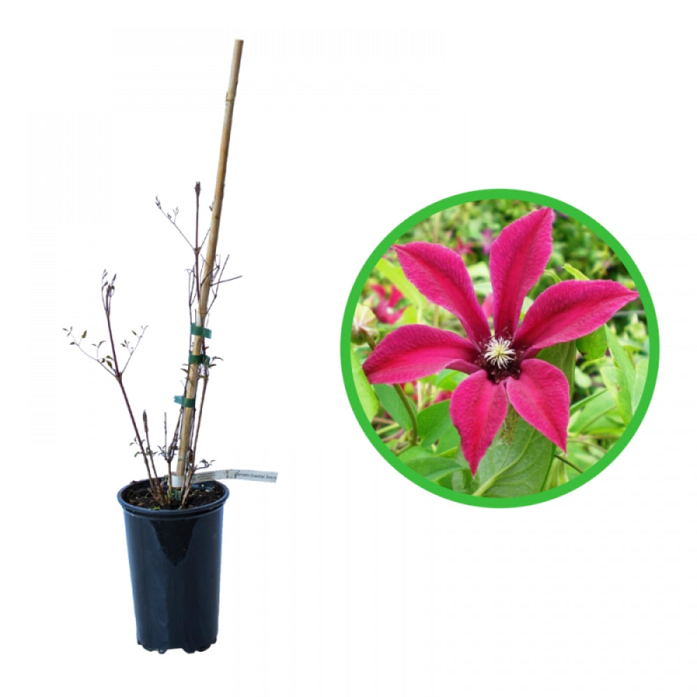 Clematita, Clematis Gravetye Beauty