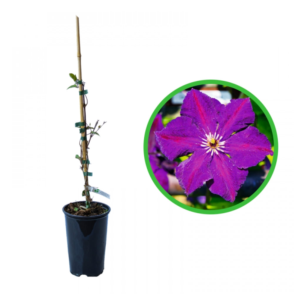 Clematita, Clematis Grunwald