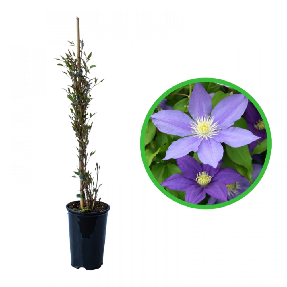 Clematita, Clematis H.F. Young