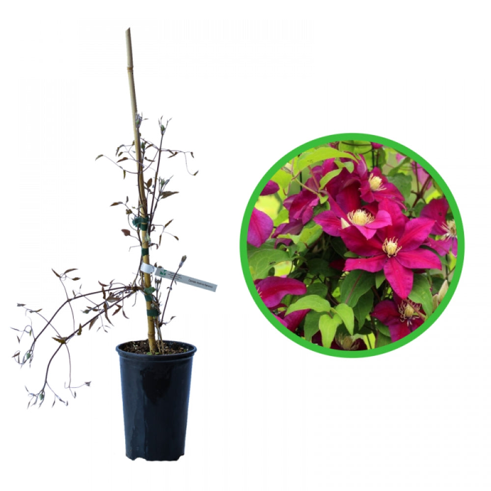 Clematita, Clematis Hoshi-no-flamenco