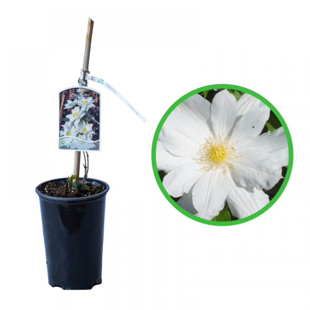 Clematita, Clematis Isago