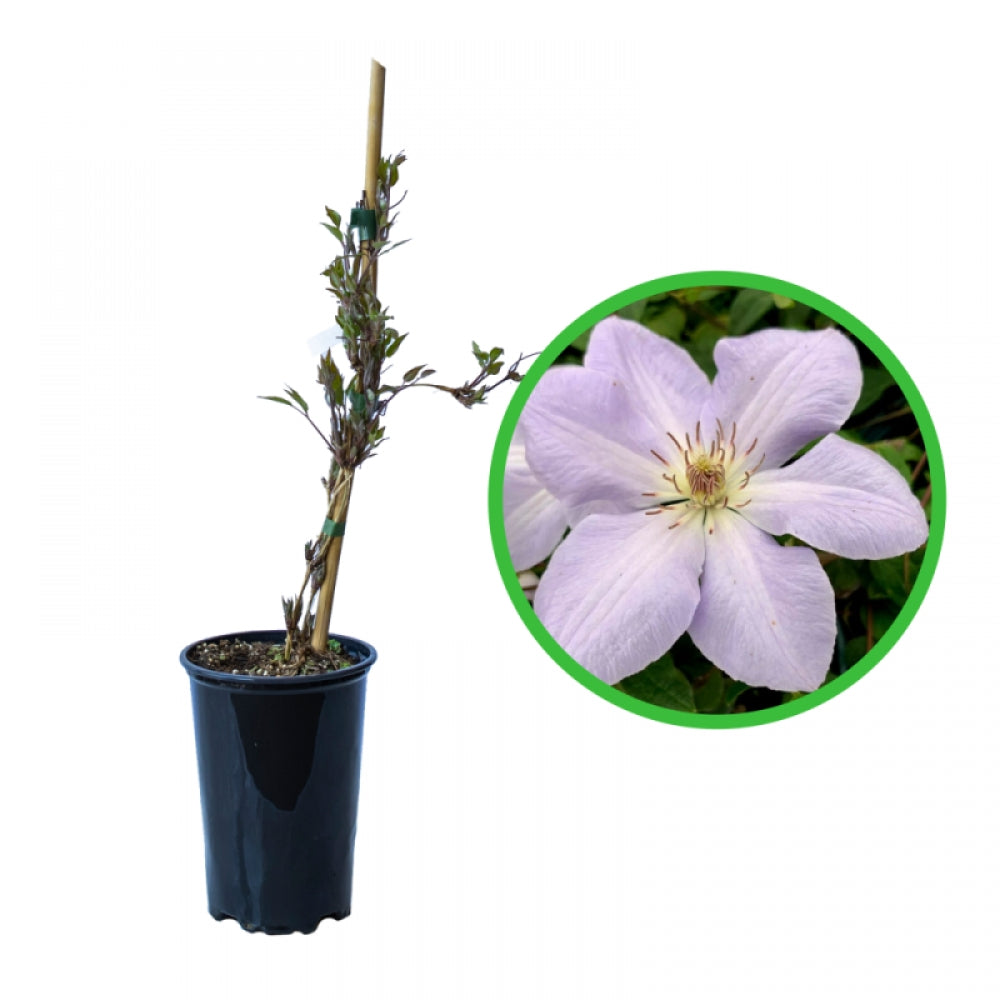 Clematita, Clematis Ivan Olsson