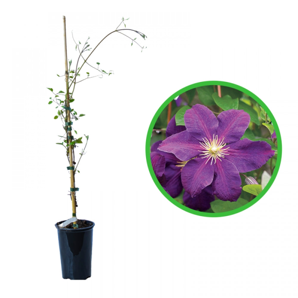 Clematita, Clematis Jackmanii