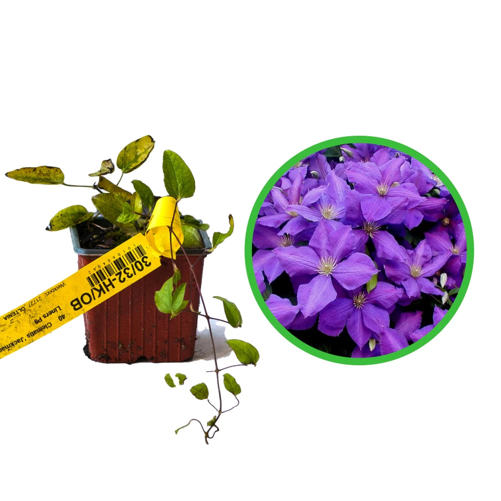 Clematita, Clematis Jackmanii