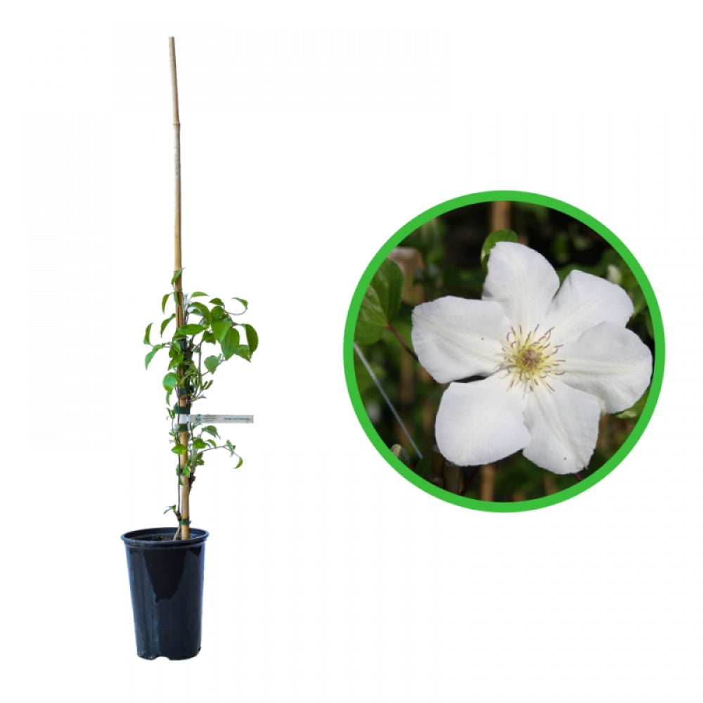 Clematita, Clematis Jerzy Popieluszko