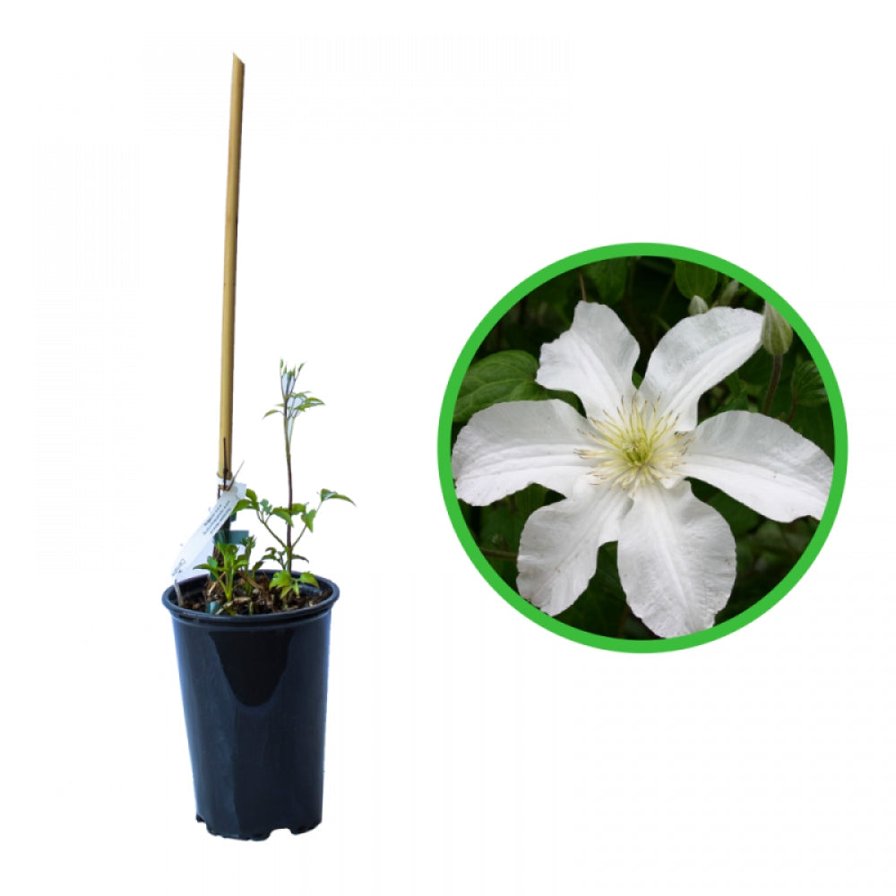 Clematita, Clematis John Huxtable