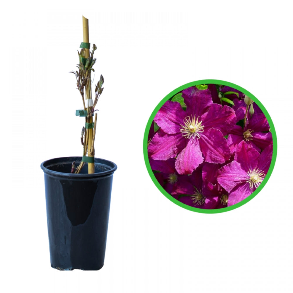 Clematita, Clematis Kardynal Wyszynski