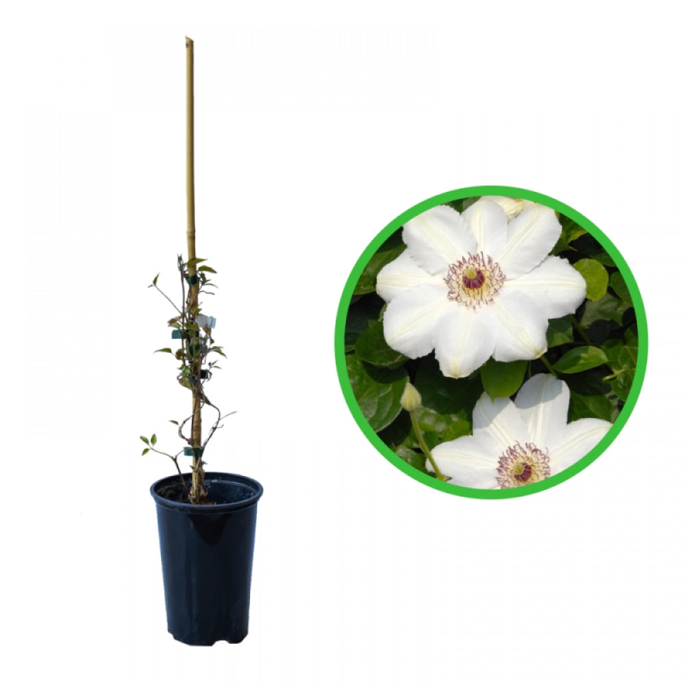 Clematita, Clematis Krolowa Jadwiga