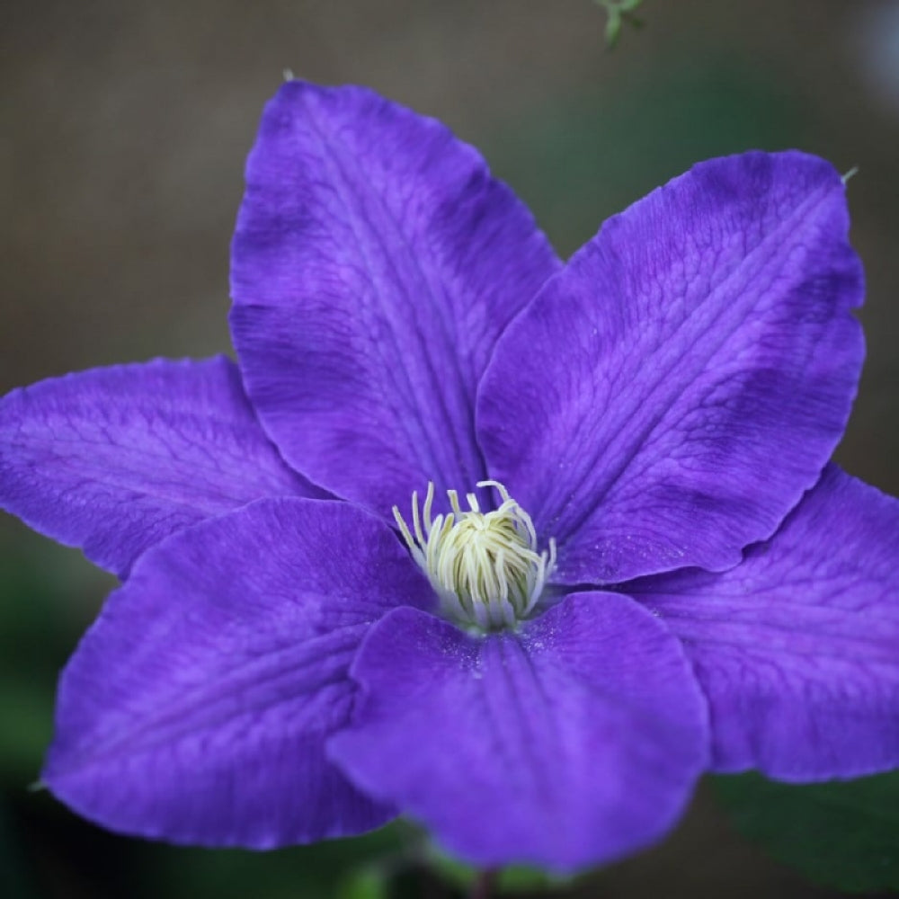 Clematita, Clematis Lasurstern