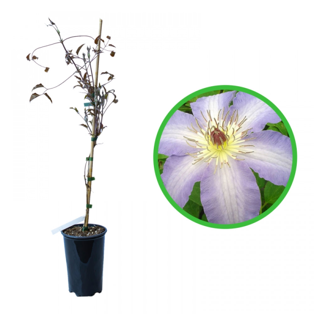 Clematita, Clematis Laura