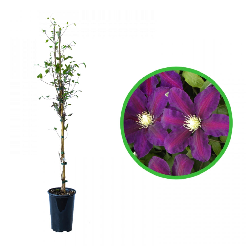 Clematita, Clematis Lech Kaczynski