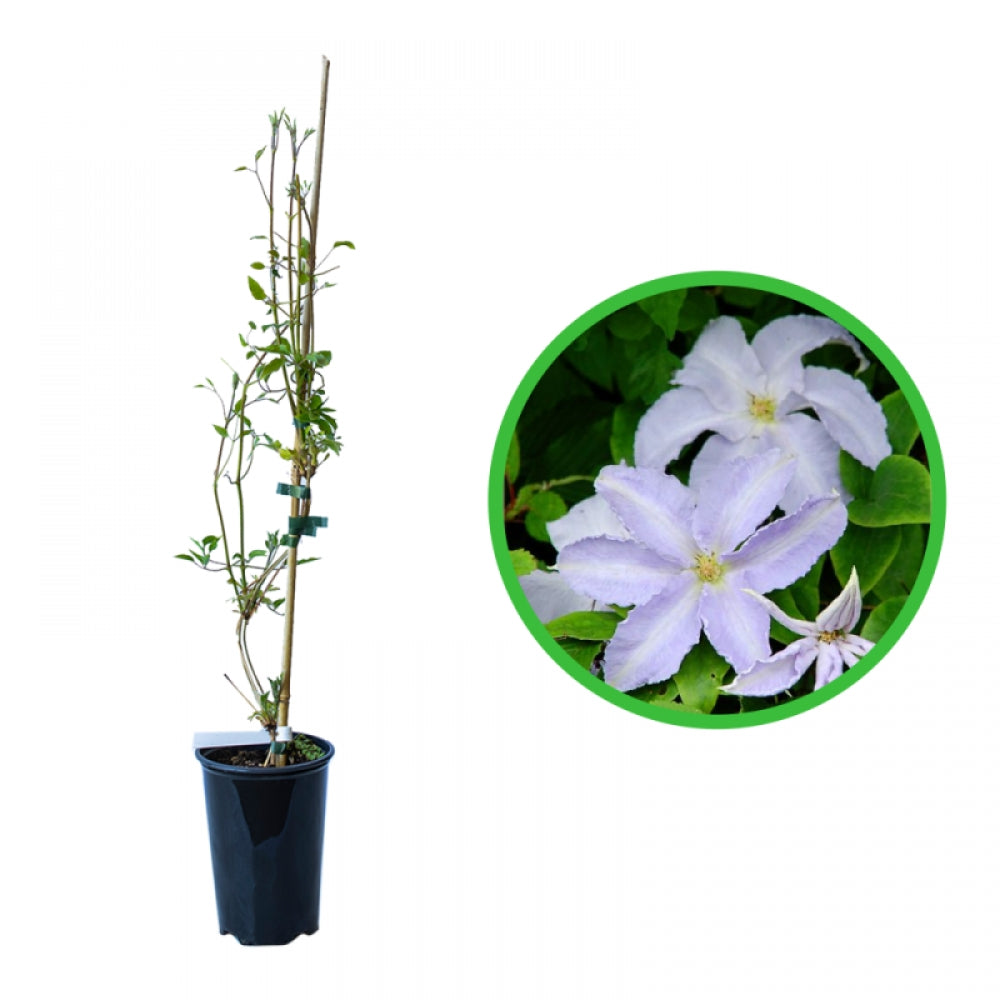 Clematita, Clematis Lech Walesa