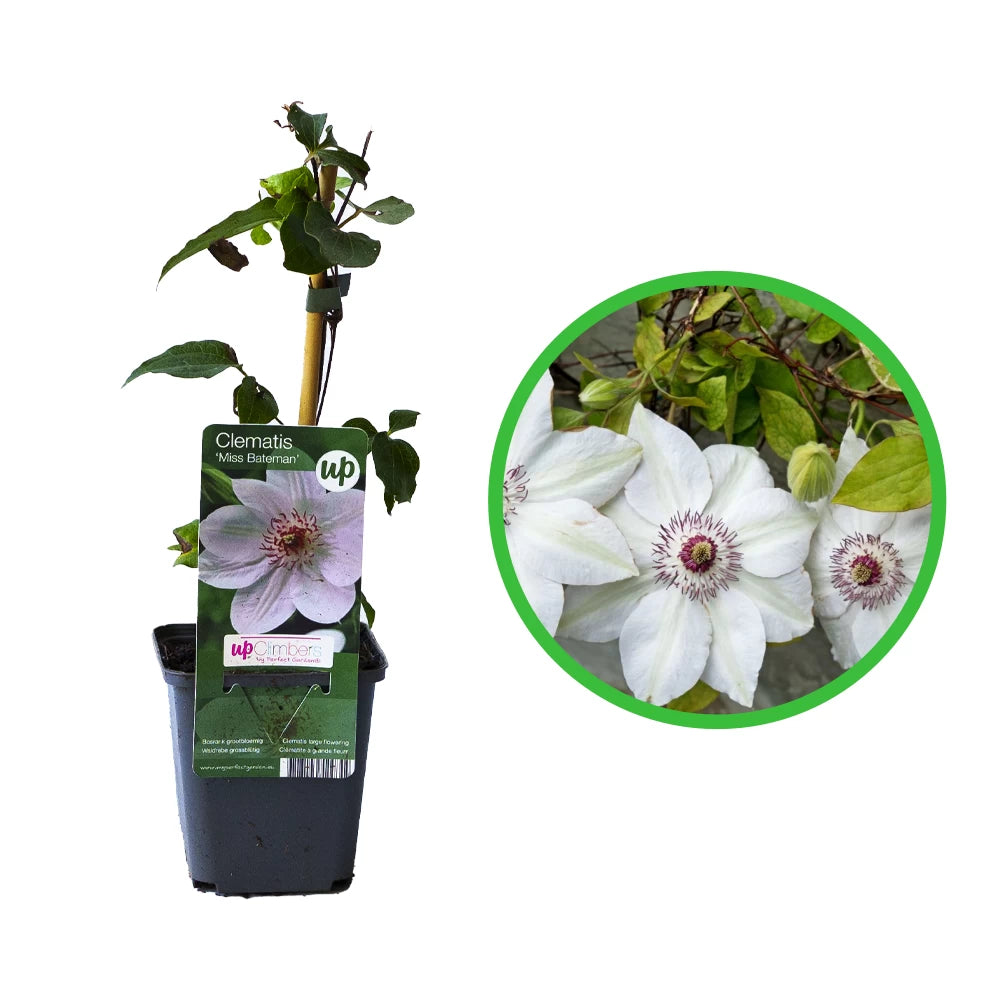 Clematita, Clematis Miss Bateman