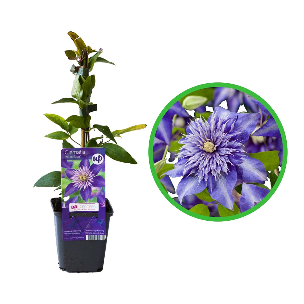 Clematita, Clematis Multi Blue