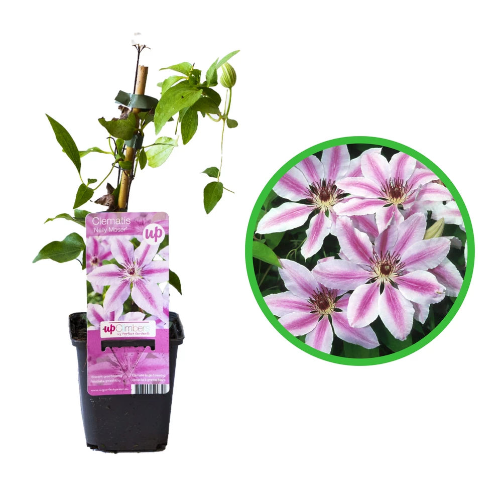Clematita Nelly Moser, Clematis