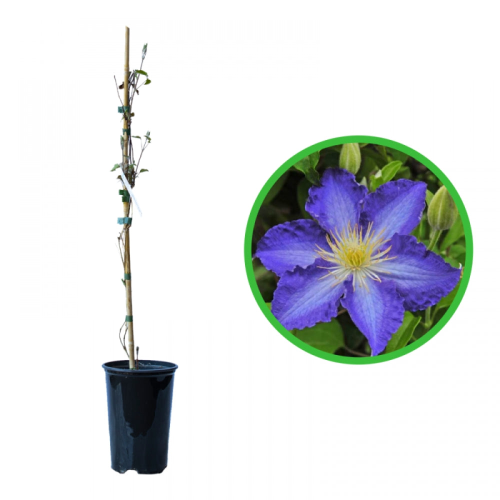 Clematita, Clematis Stefan Franczak