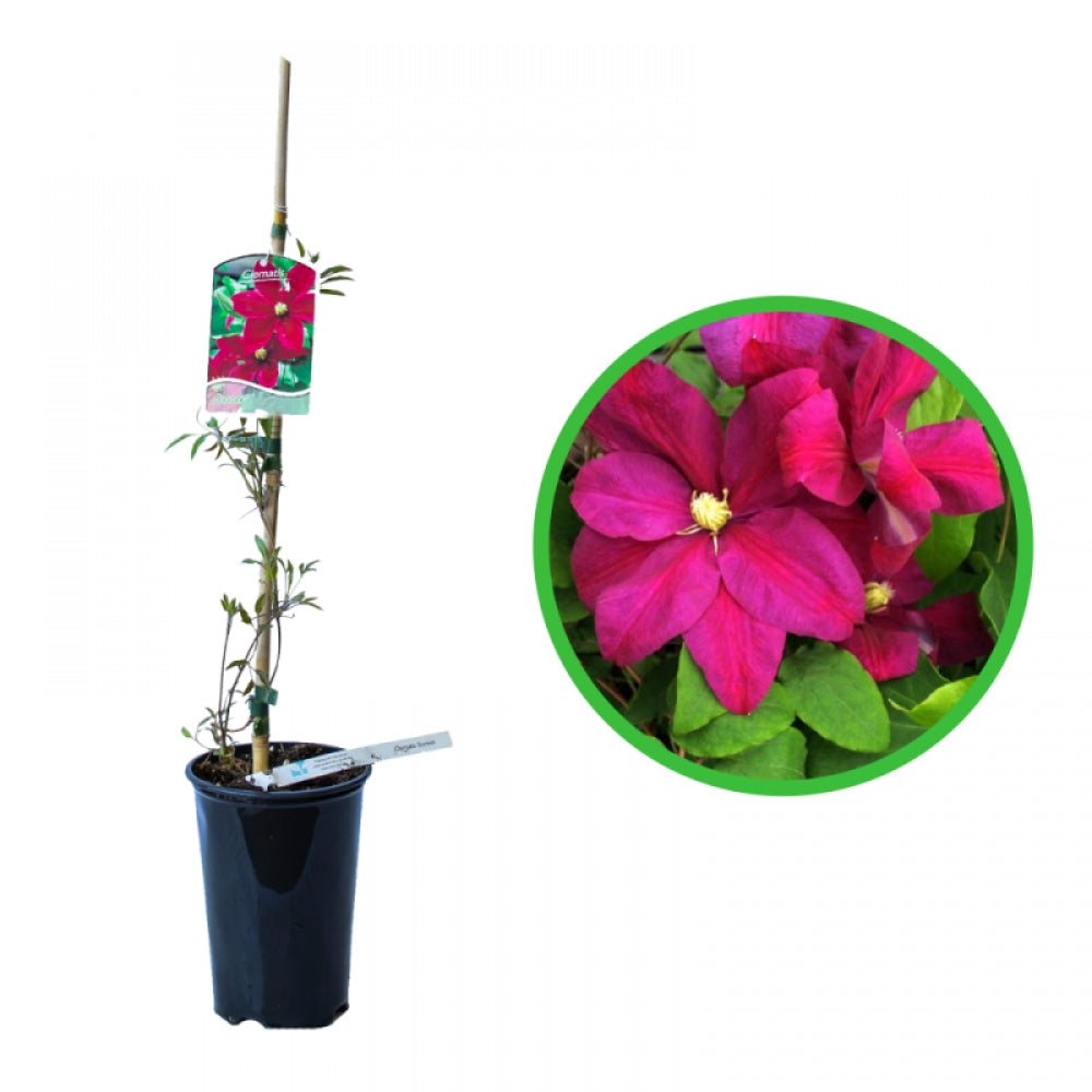 Clematita, Clematis Sunset