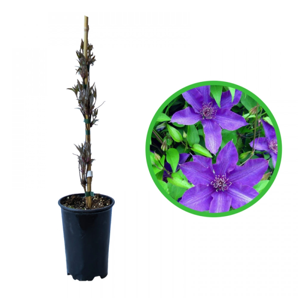 Clematita, Clematis The President