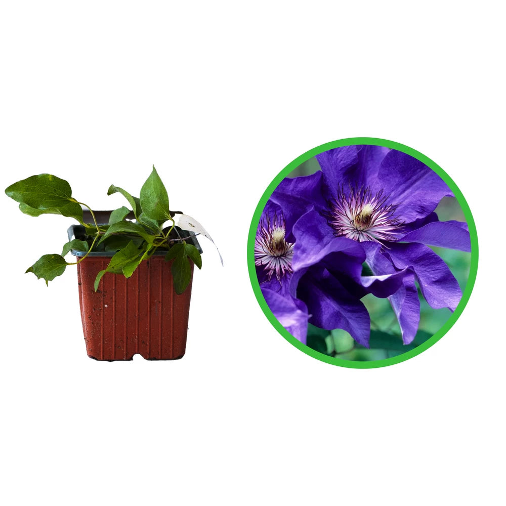 Clematita, Clematis The President