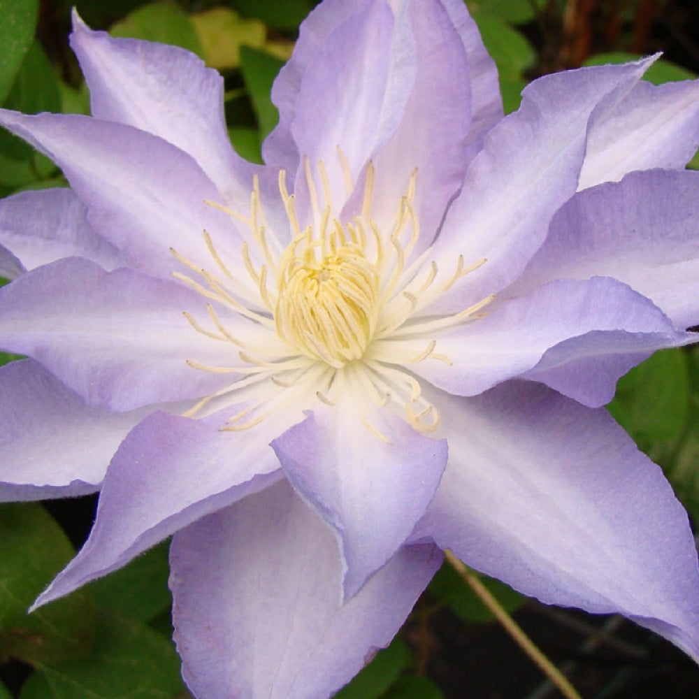 Clematita, Clematis Thyrislund