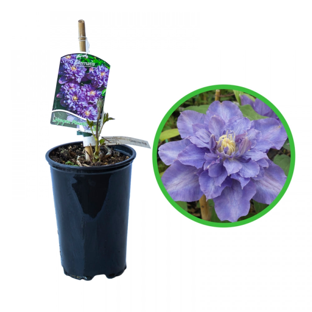 Clematita, Clematis Vyvyan Pennell