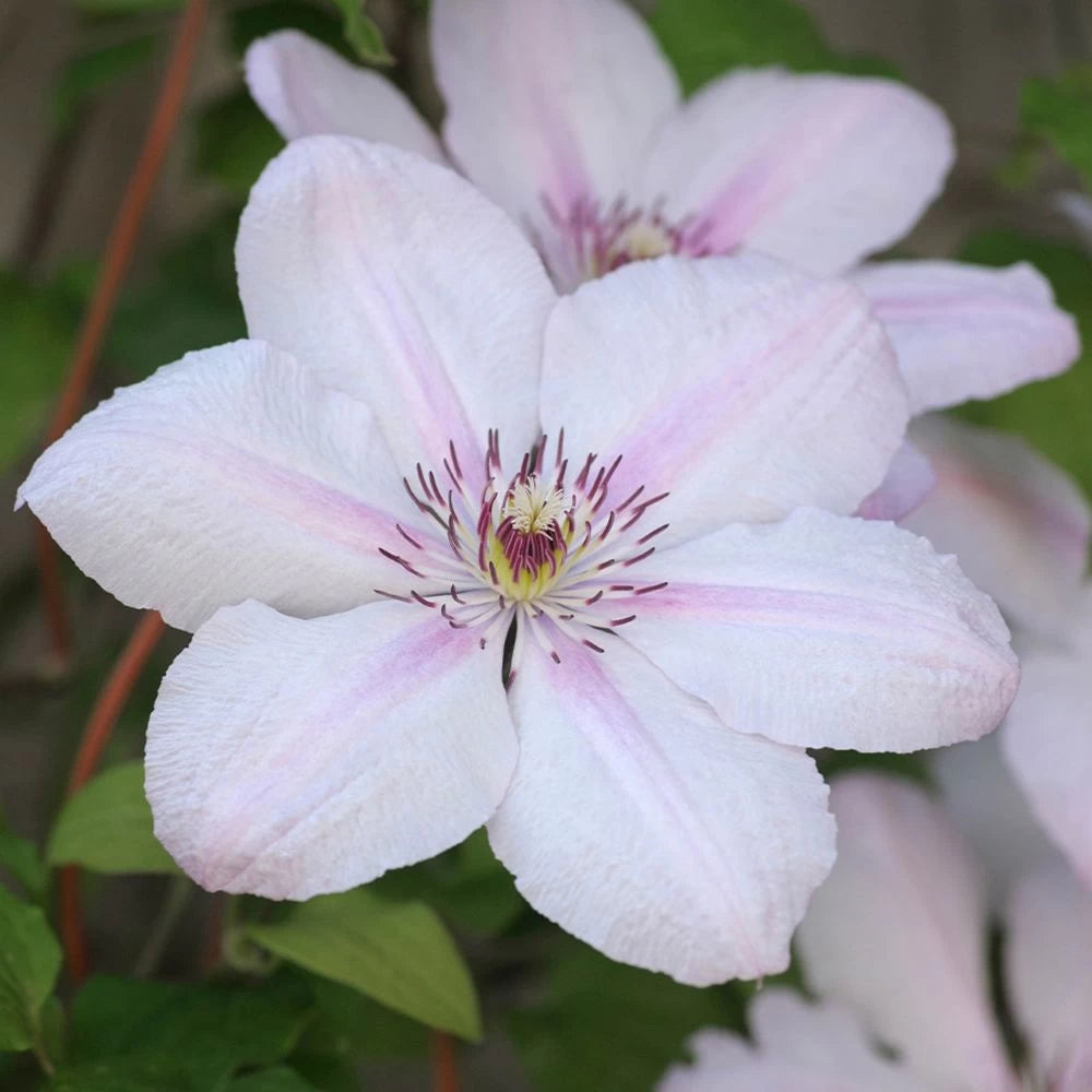 Clematita Jan Pawel II, Clematis