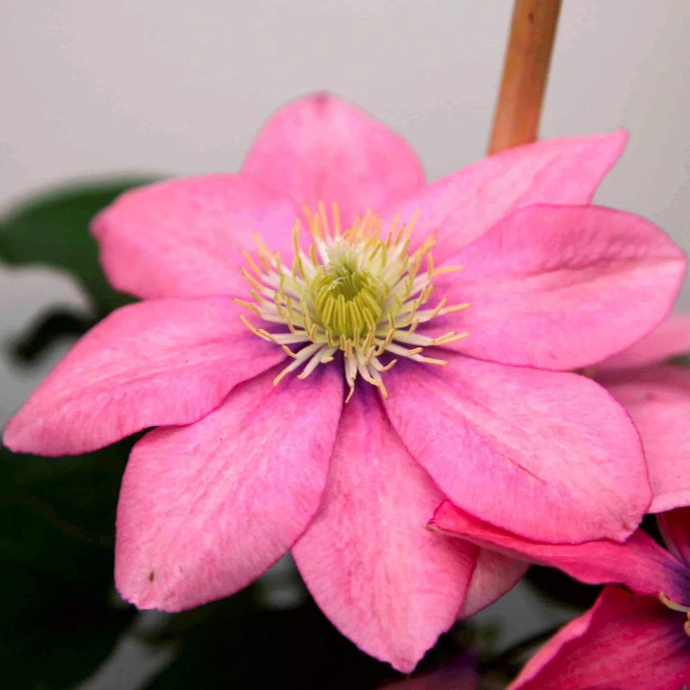 Clematita Little Mermaid, Clematis