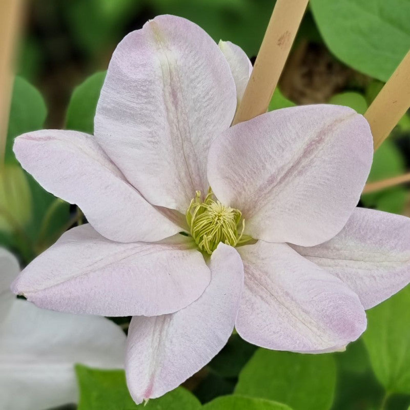 Clematita, Clematis Jerzy Popieluszko