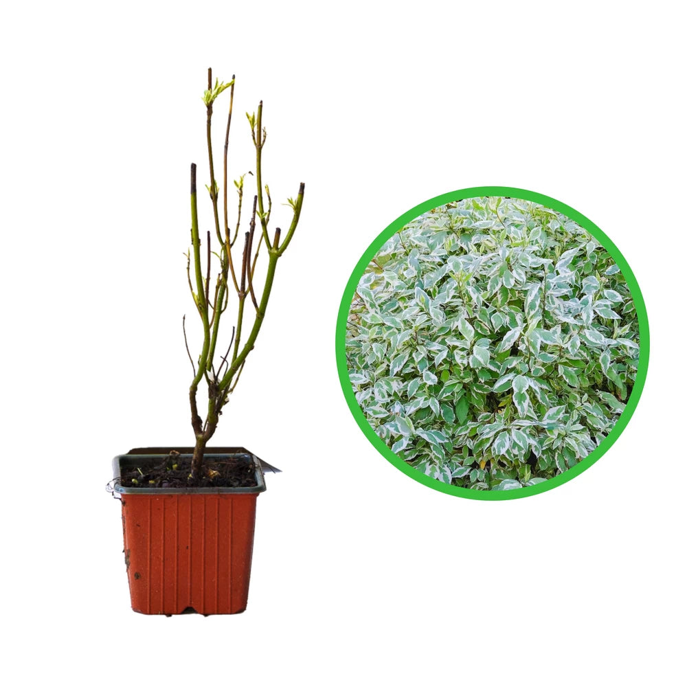 Corn, Cornus Alba Elegantissima