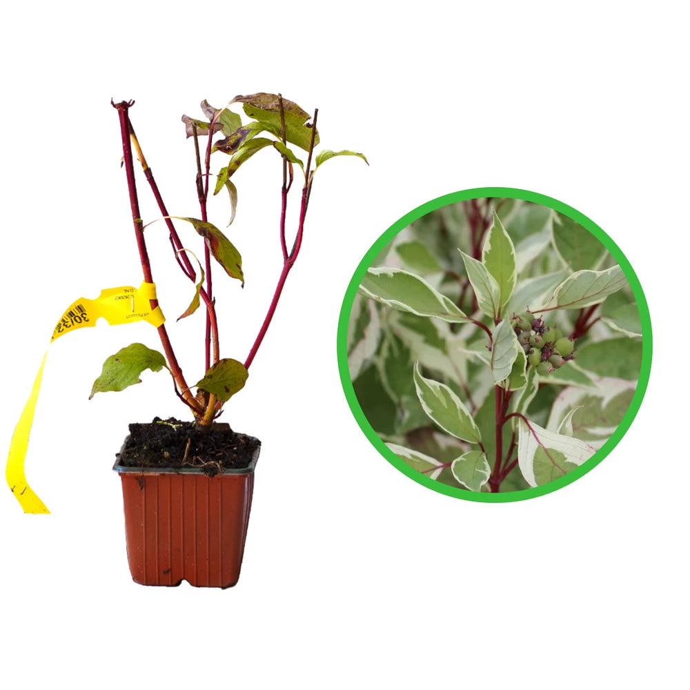 Corn, Cornus Alba Sibirica