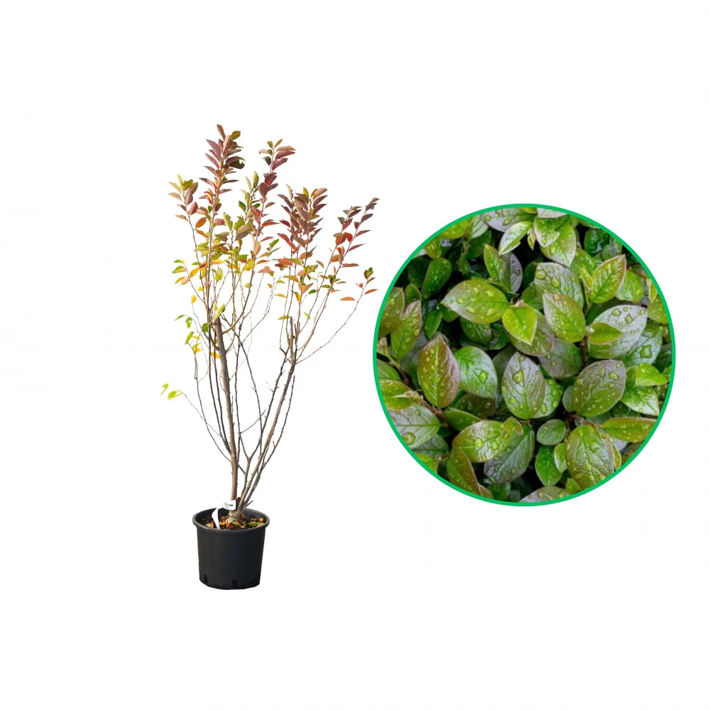 Cotoneaster, Cotoneaster Lucidus