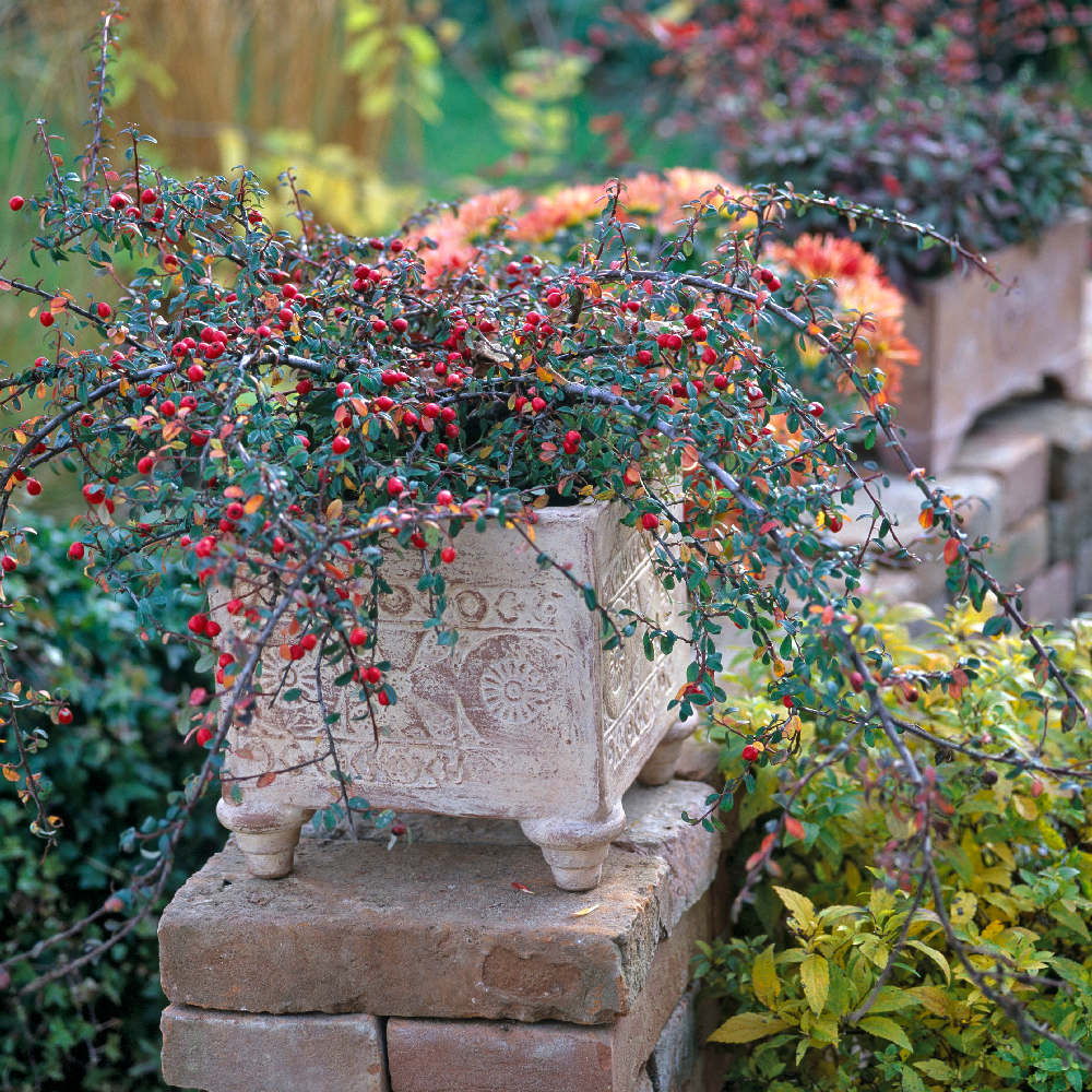 Cotoneaster Tarator, Cotoneaster Horizontalis