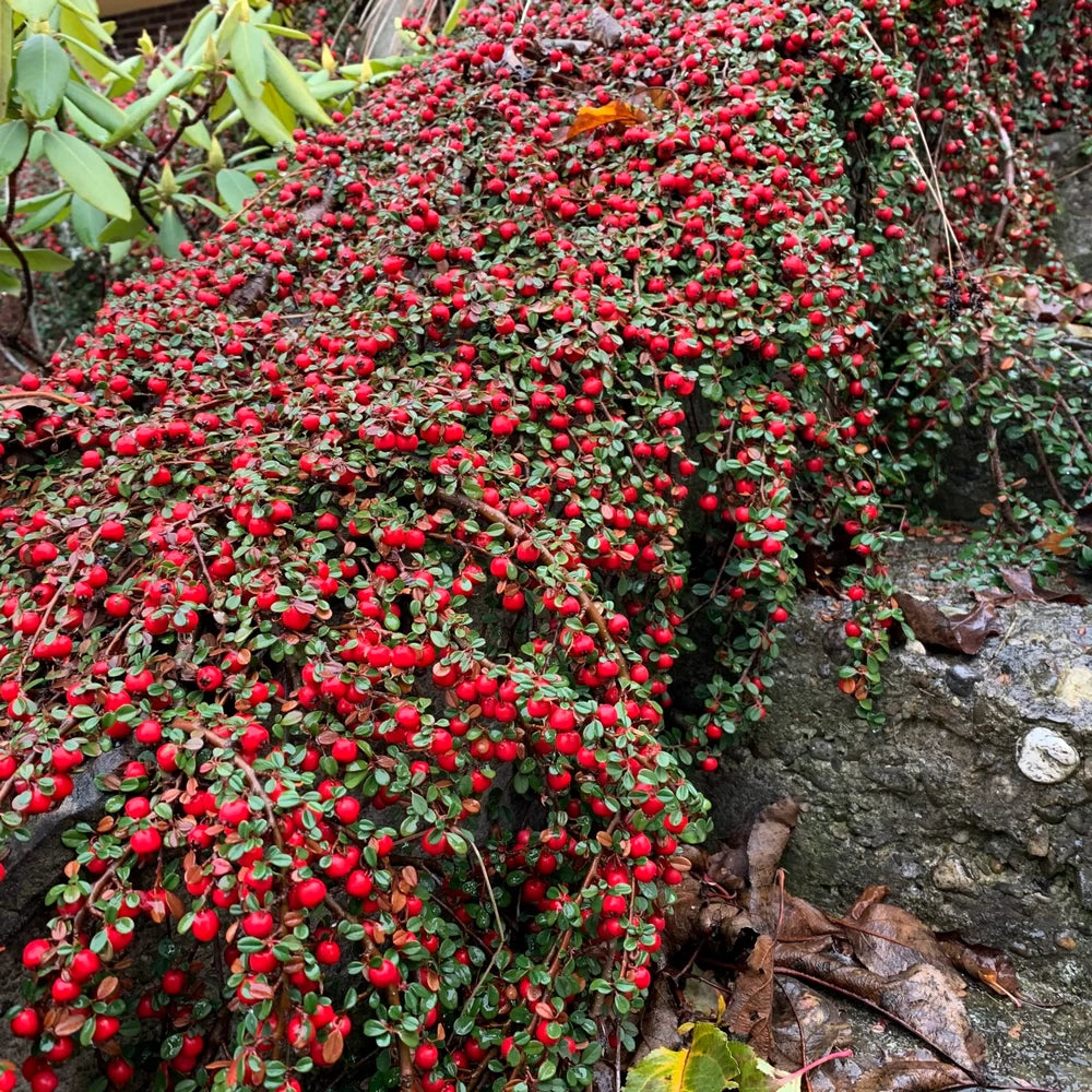 Cotoneaster Queen of Carpet, Cotoneaster Procumbens