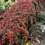 Cotoneaster Queen of Carpet, Cotoneaster Procumbens