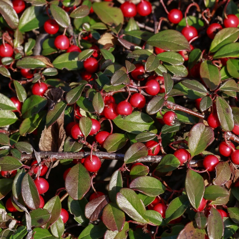 Cotoneaster Queen of Carpet, Cotoneaster Procumbens